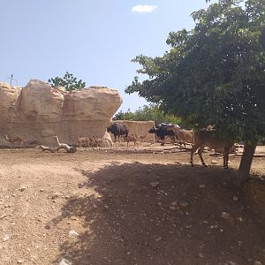 Indian gaur, Nilgai, Axis and Domestic yak exhibit -TerraNatura Benidorm (2021)