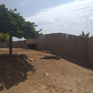 Indian gaur, Nilgai, Axis and Domestic yak exhibit -TerraNatura Benidorm (2021)