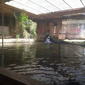 Siamese crocodile exhibit -TerraNatura Benidorm (2021)