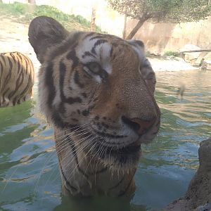 Tiger -TerraNatura Benidorm (2021)