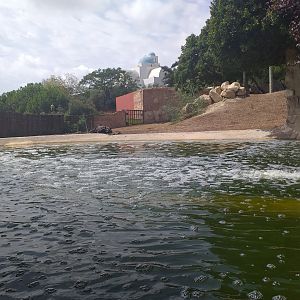 Indian rhinoceros exhibit -TerraNatura Benidorm (2021)