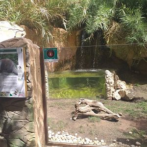 Asian short-clawed otter exhibit -TerraNatura Benidorm (2021)