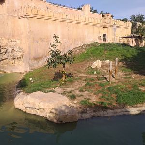 Tiger exhibit -TerraNatura Benidorm (2021)