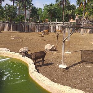 Sambar, Barashinga and Blackbuck exhibit -TerraNatura Benidorm (2021)