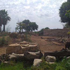 Indian rhinoceros and Nilgai exhibit -TerraNatura Benidorm (2021)