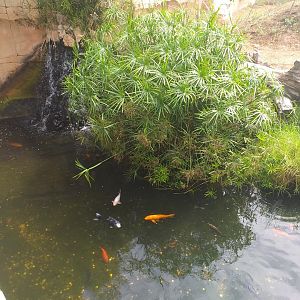 Koi carp, Common carp and African black duck exhibit -TerraNatura Benidorm (2021)