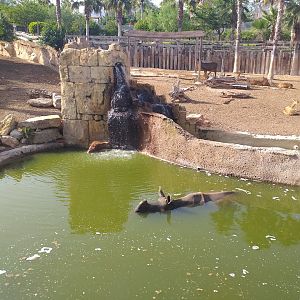 Indian rhinoceros bath time -TerraNatura Benidorm (2021)
