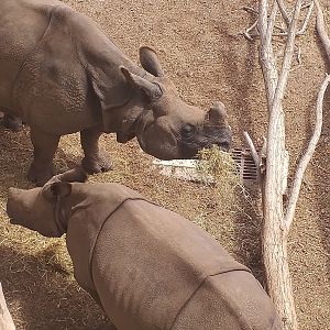 Indian rhinoceros -TerraNatura Benidorm (2021)