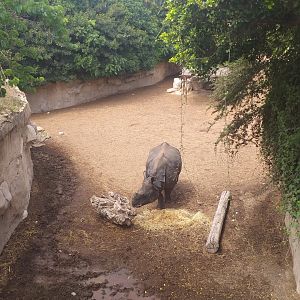 Indian rhinoceros and Nilgai exhibit -TerraNatura Benidorm (2021)