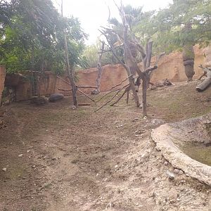 Chinese dhole exhibit -TerraNatura Benidorm (2021)