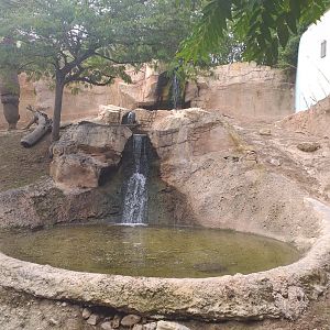 Chinese dhole exhibit -TerraNatura Benidorm (2021)