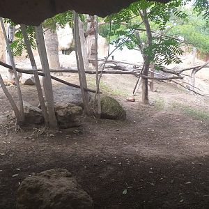 Chinese dhole exhibit -TerraNatura Benidorm (2021)