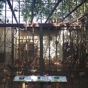 Lyle's flying fox, Reeve's muntjac, Edward's pheasant, Chattering lory and Green-naped lorikeet exhibit -TerraNatura Benidorm (2021)