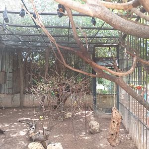 Lyle's flying fox, Reeve's muntjac, Edward's pheasant, Chattering lory and Green-naped lorikeet exhibit -TerraNatura Benidorm (2021)