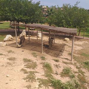 Bennett's wallaby and Common emu exhibit -TerraNatura Benidorm (2021)