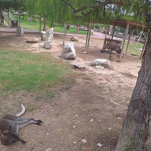 Bennett's wallaby and Common emu exhibit -TerraNatura Benidorm (2021)
