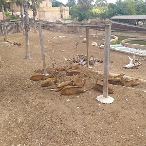 Sambar, Barashinga and Blackbuck exhibit -TerraNatura Benidorm (2021)