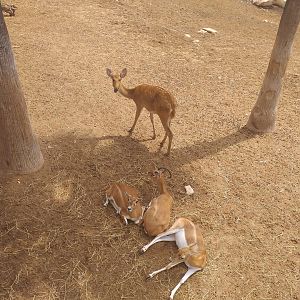 Barashinga and Blackbucks -TerraNatura Benidorm (2021)