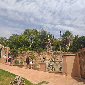 Siamang exhibit -TerraNatura Benidorm (2021)