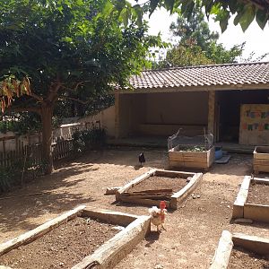 Domestic goat, Domestic duck and Domestic chicken exhibit -TerraNatura Benidorm (2021)