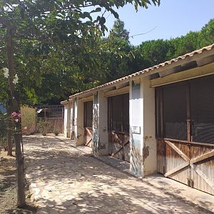 Domestic rabbit, Domestic guinea pig and Barashinga stables -TerraNatura Benidorm (2021)