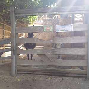 Domestic donkey exhibit -TerraNatura Benidorm (2021)