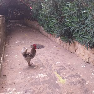 Free-roaming rooster -TerraNatura Benidorm (2021)