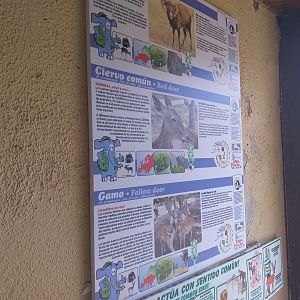 European mouflon, Common fallow deer and Spanish red deer signae -TerraNatura Benidorm (2021)