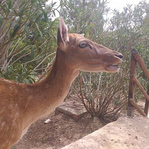 Common fallow deer -TerraNatura Benidorm (2021)