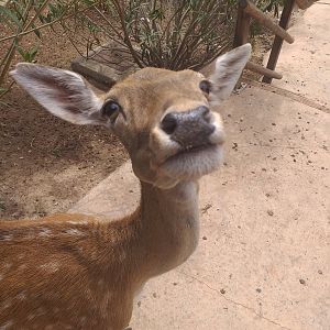 Common fallow deer -TerraNatura Benidorm (2021)