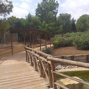 European mouflon, Common fallow deer and Spanish red deer exhibit -TerraNatura Benidorm (2021)