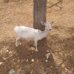 Common fallow deer -TerraNatura Benidorm (2021)