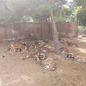 European mouflon -TerraNatura Benidorm (2021)