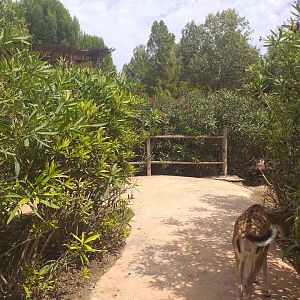 European mouflon, Common fallow deer and Spanish red deer exhibit -TerraNatura Benidorm (2021)