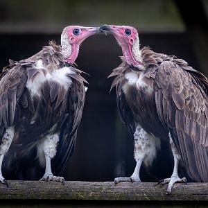 Hooded Vultures / Hamerton / 15-7-21