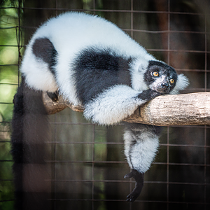Black-and-White Ruffed Lemur