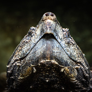 Alligator Snapping Turtle