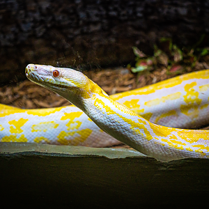Albino Reticulated Python