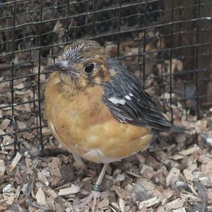 Orange-headed thrush - juvenile