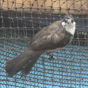 Red-whiskered bulbul