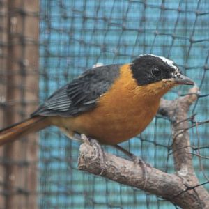 Snowy-crowned robin-chat