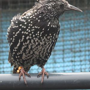 European starling