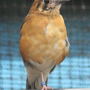 Orange-headed thrush - adult