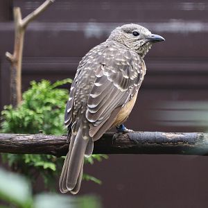 Fawn-breasted bowerbird (Chlamydera cerviniventris) - "Blick hinter die Kulissen"