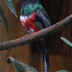 Collared trogon (Trogon collaris) - Pukara