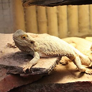 Central bearded dragon (Pogona vitticeps) - Paradieshalle