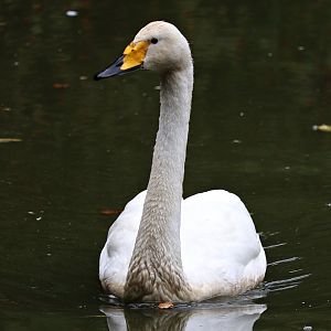 Whooper swan (Cygnus cygnus)