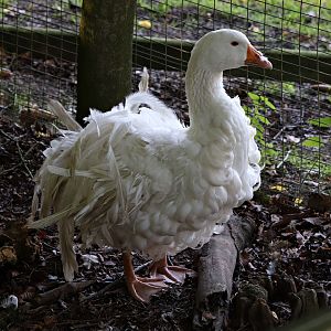 Sebastopol goose (Anser anser f. domestica)