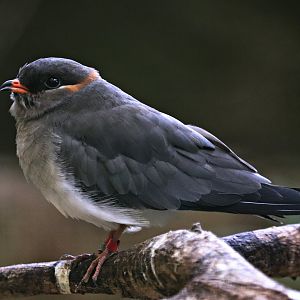 Rufous-collared pratincole (Glareola nuchalis liberiae) - Paradieshalle