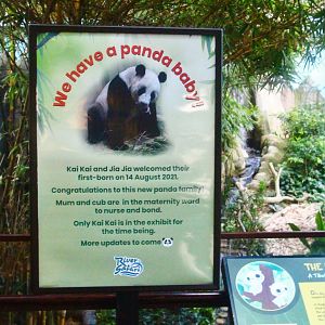 Giant Panda birth sign